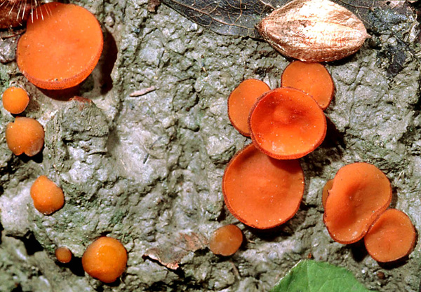 II� ascomicete da determinare